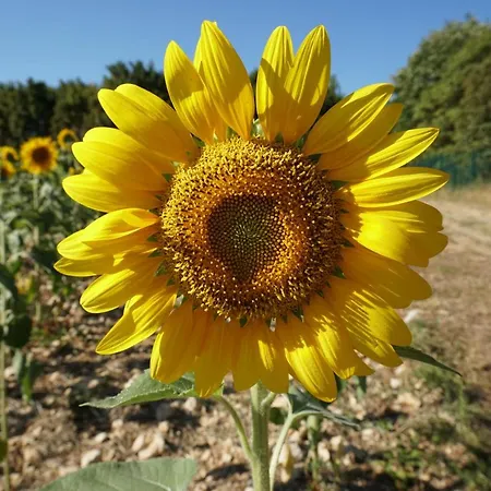 Les Tournesols * Archingeay